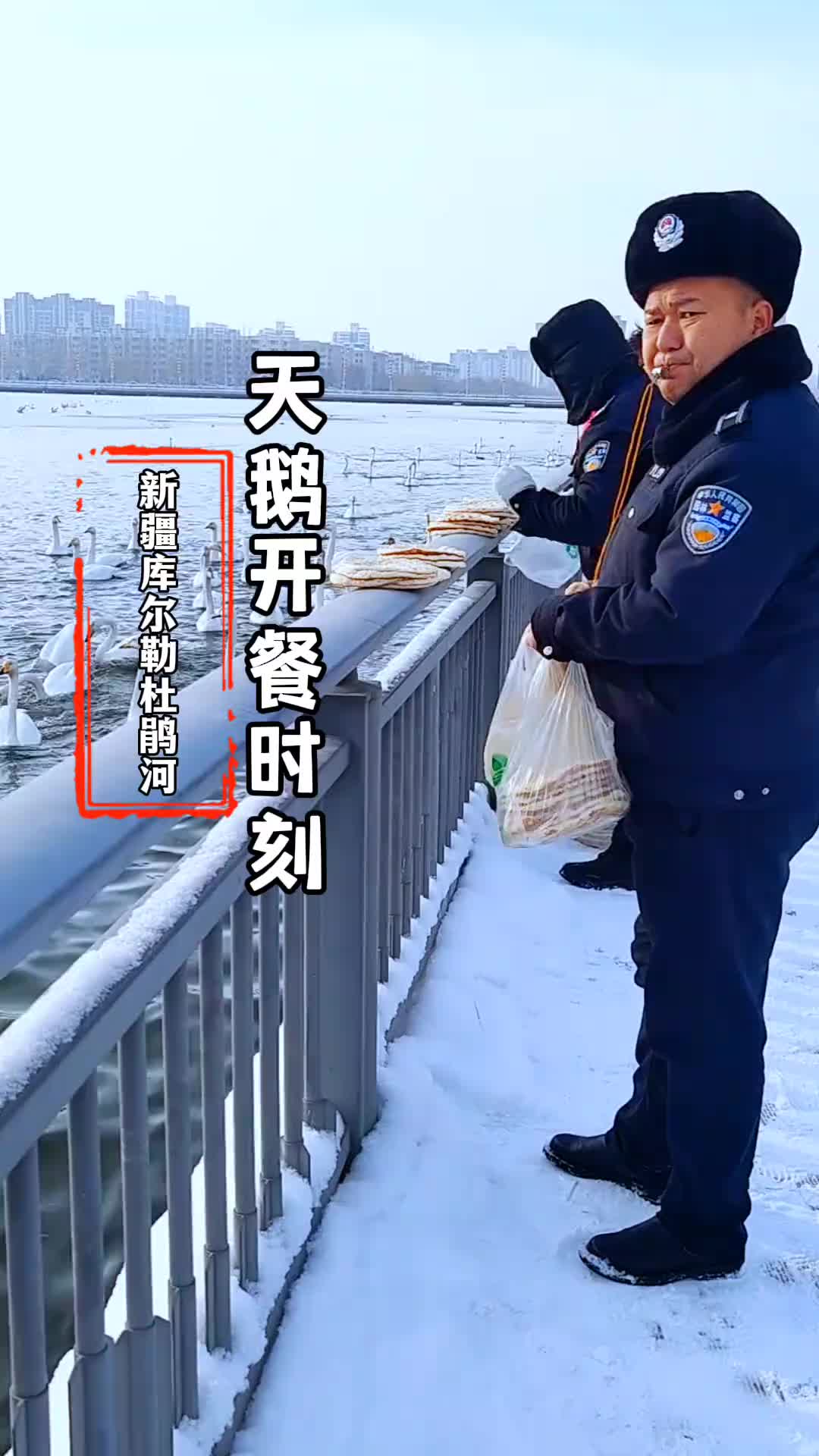 天鹅都吃那么好了么