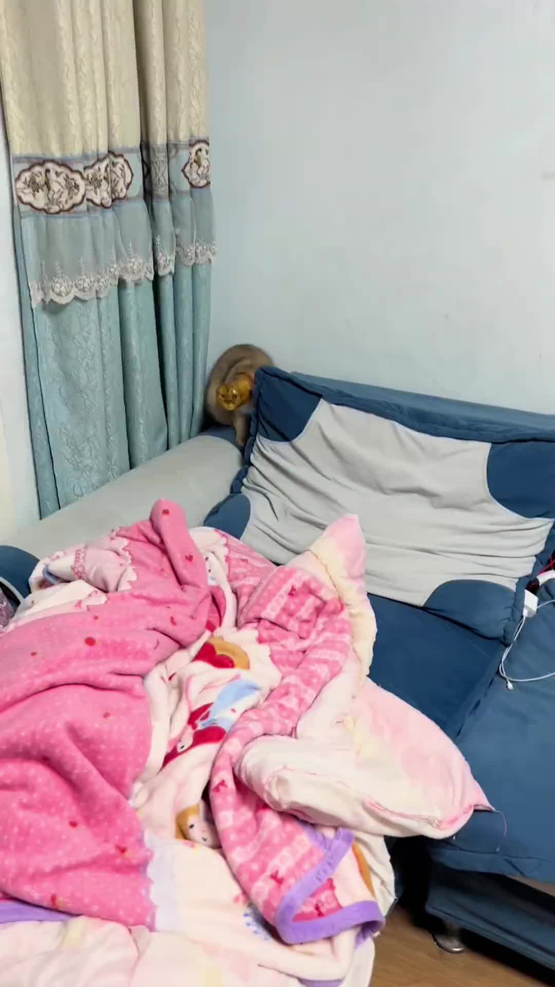 猫：妈妈酱，你回来了我感觉有点窒息！