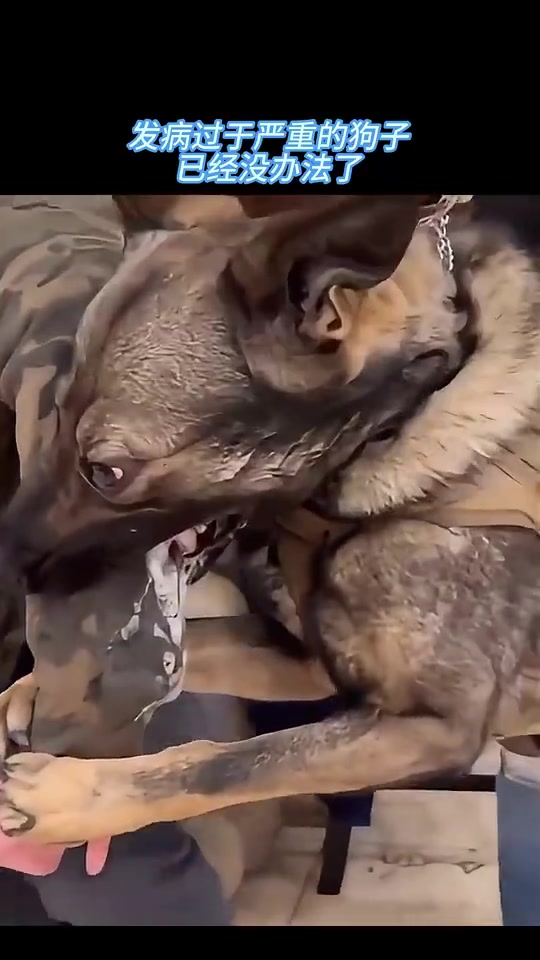 看眼睛！发病过于严重的狗子！这是在训练还是狂犬病