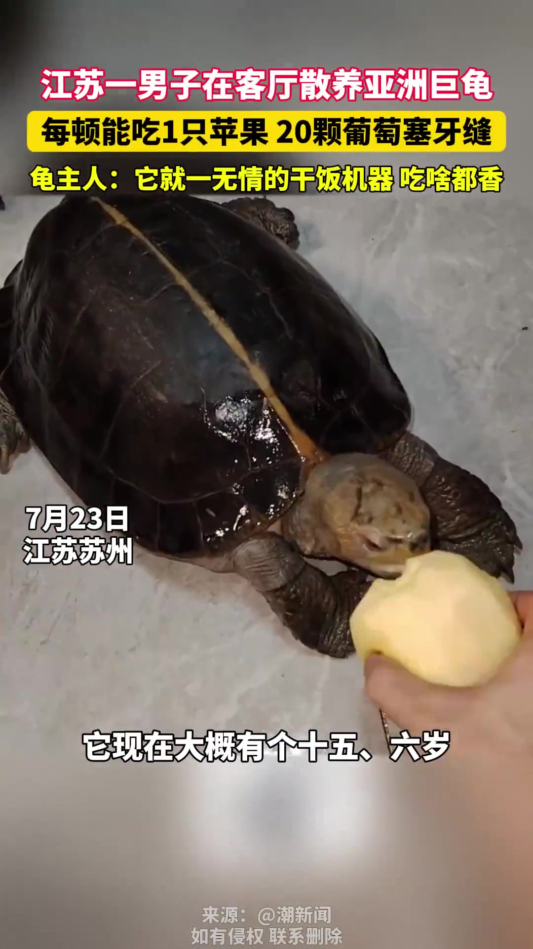 亚洲巨龟你也养来玩