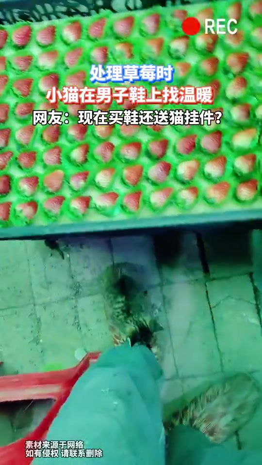 处理草莓时，小猫在男子鞋上找温暖，网友：现在买鞋还送猫挂件