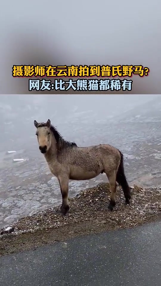 摄影师在云南拍到普氏野马网友：比大熊猫都稀有！