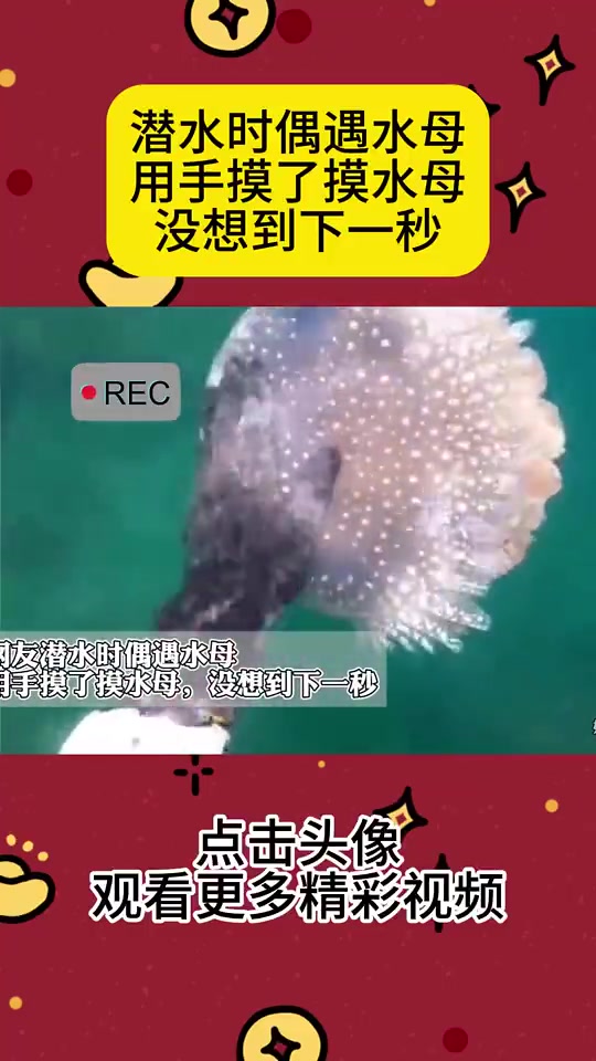 网友潜水时偶遇水母用手摸了摸水母，没想到下一秒...