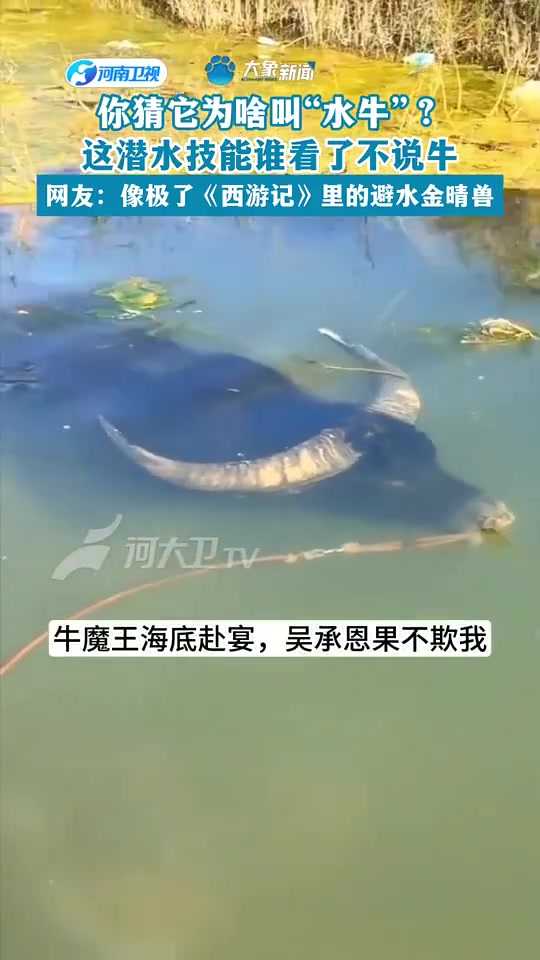 真能潜水啊！西游记里的避水金晴兽你猜它为啥叫“水牛”