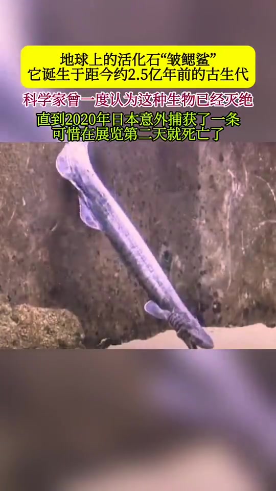 穿越亿年，活化石“皱鳃鲨”再现！它是如何存活至今