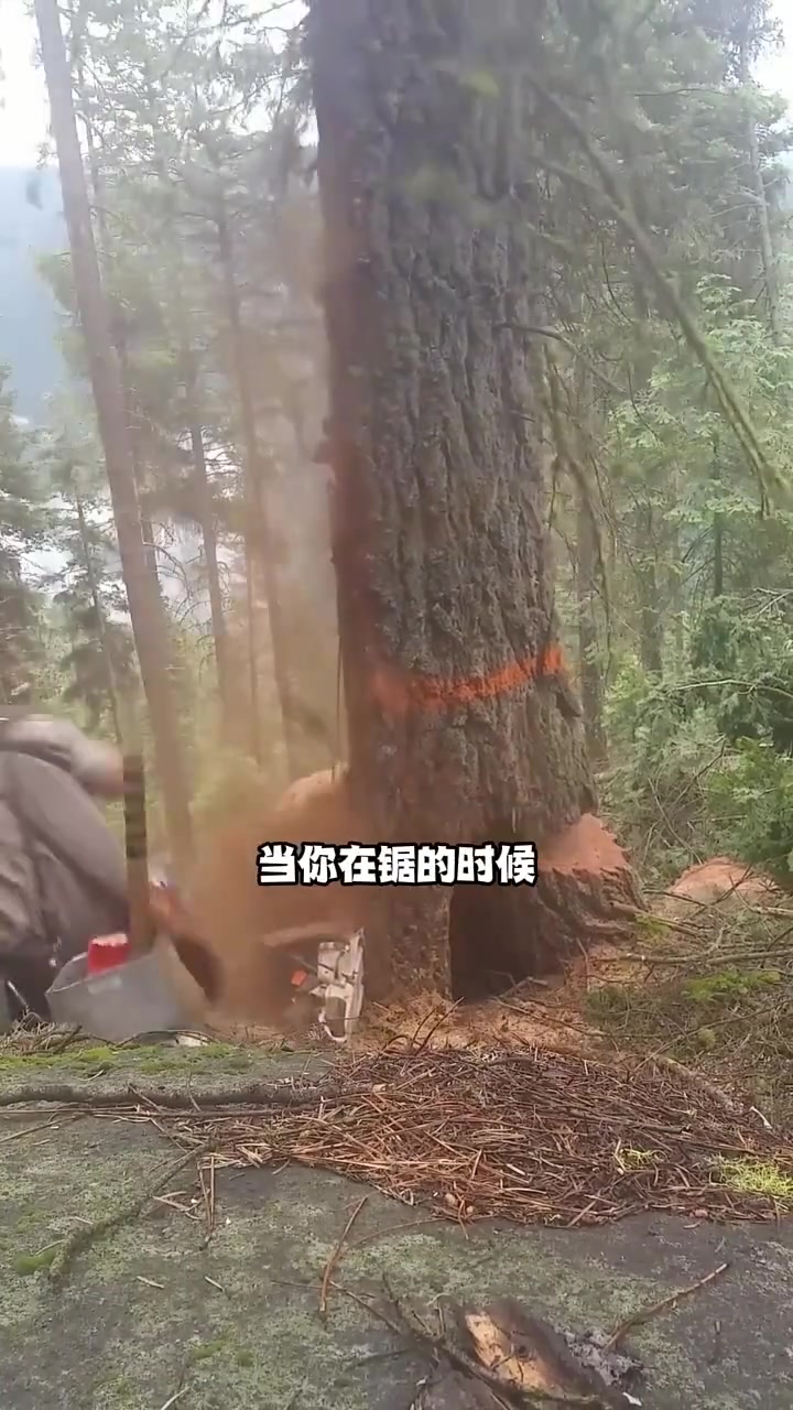 其实伐木的过程中也是有技巧的