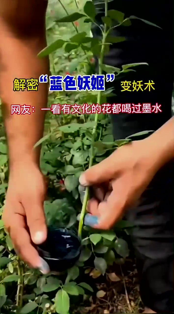 解密蓝色妖姬！