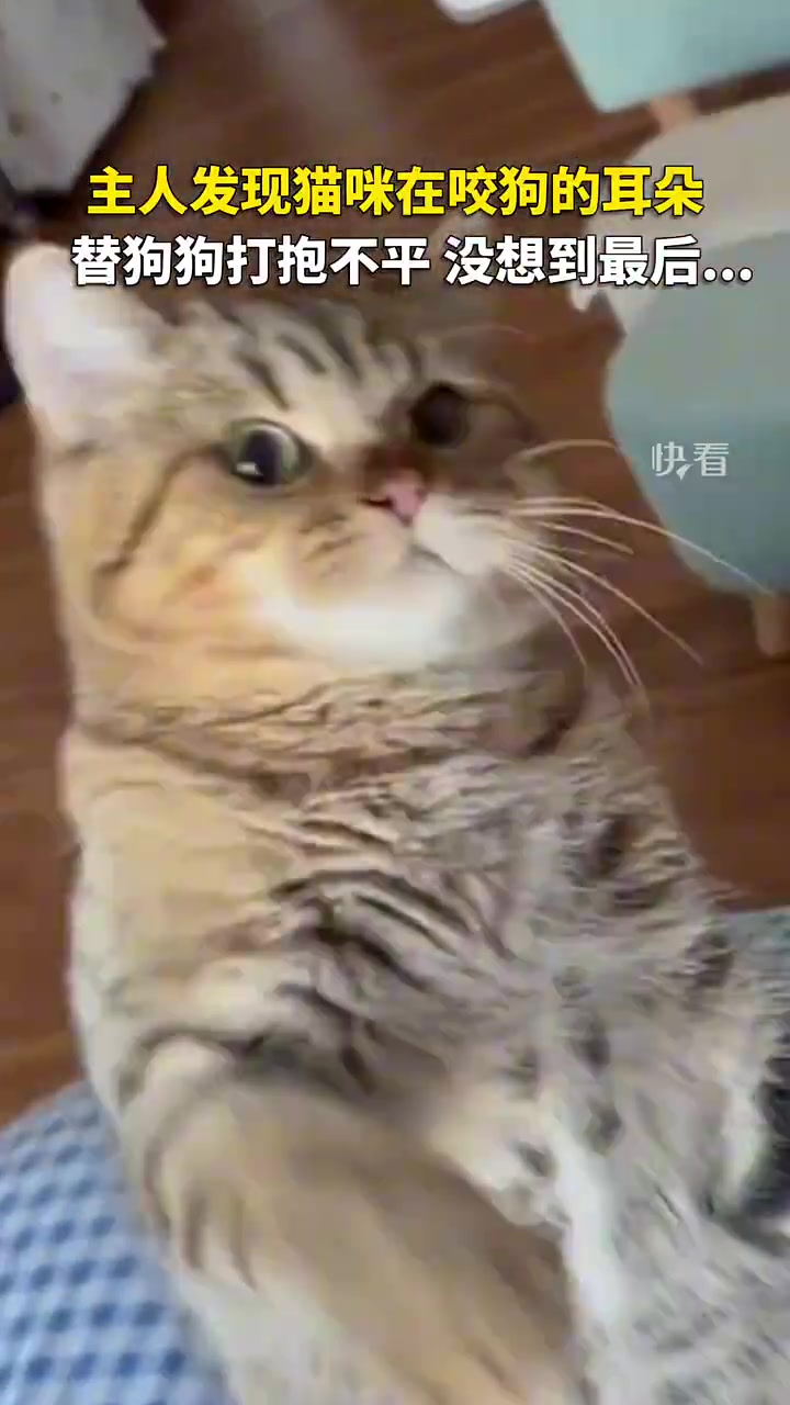 主人发现猫咪在咬狗的耳朵，于是替狗狗打抱不平，没想到最后....