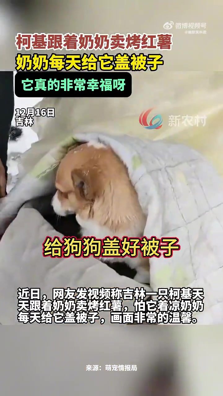 柯基跟着奶奶卖烤红薯奶奶每天给它盖被子它真的非常幸福呀