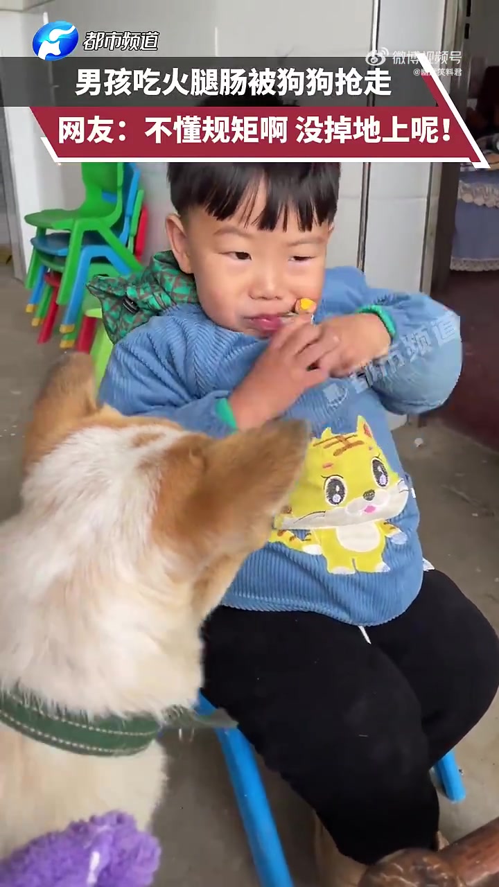 这狗不懂规矩，还没掉地上就抢走吃了！
