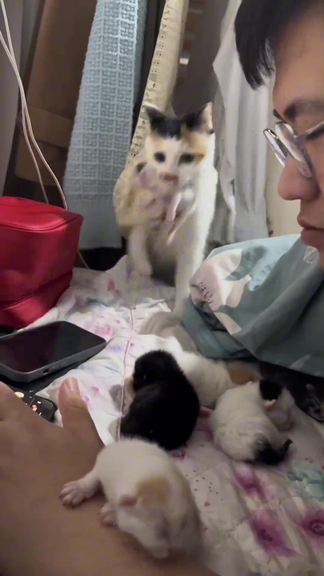 猫咪叼小猫上床与主人同睡，太可爱啦