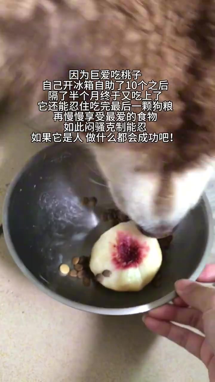 小狗偏爱把好吃的留到最后