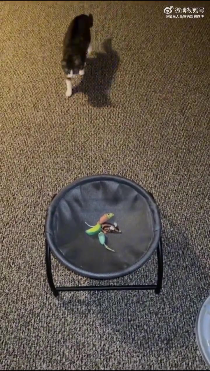 洁癖小猫清理小窝，手法出乎意料