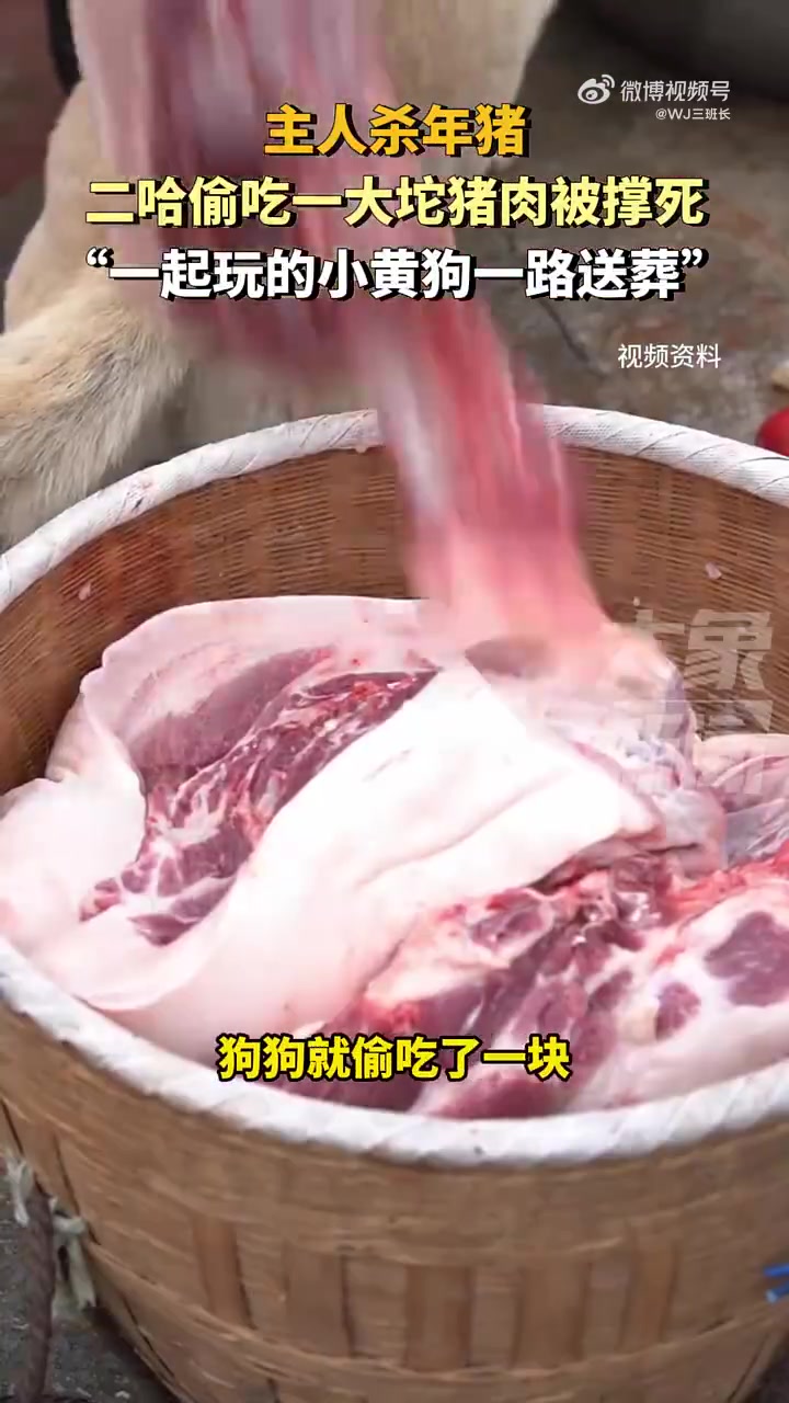 泸州主人杀年猪，二哈偷吃猪肉撑死，小黄狗送葬