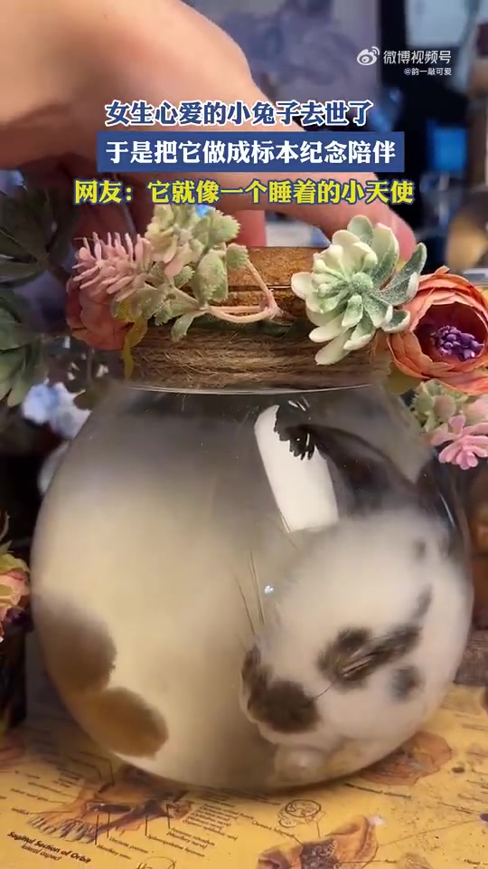 女生将心爱的小兔子做成标本纪念