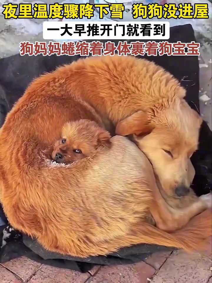 母爱是本能，万物皆有灵