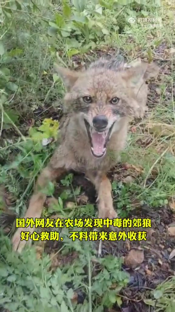国外网友救助中毒郊狼却意外收获