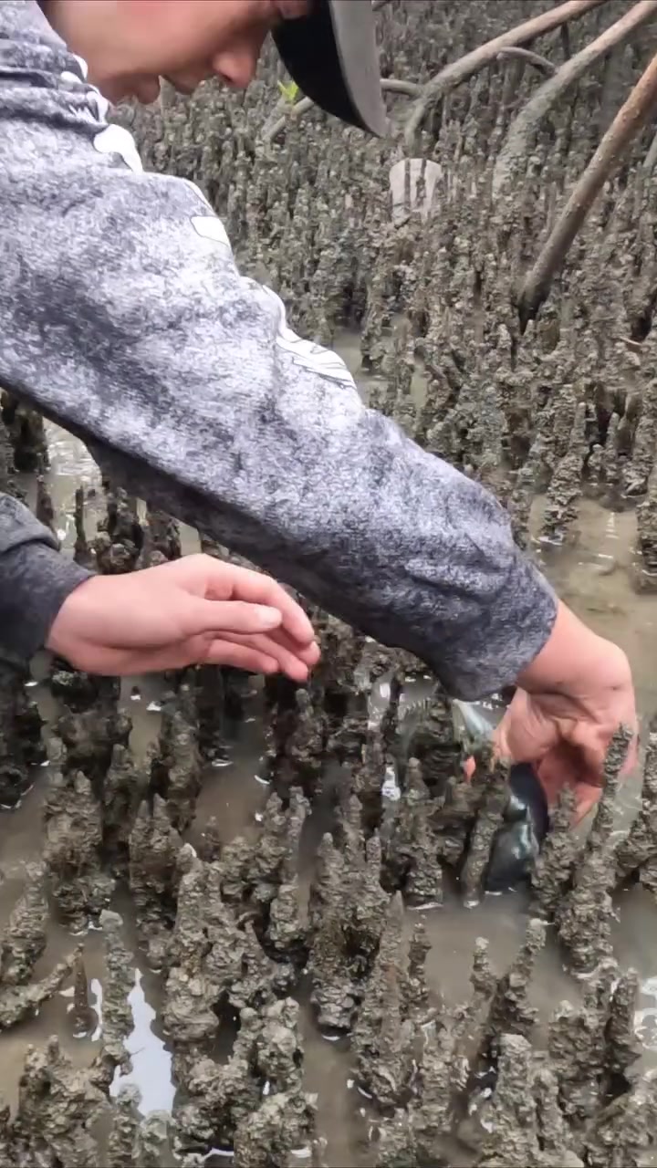 咱说，红树林的螃蟹真的很肥