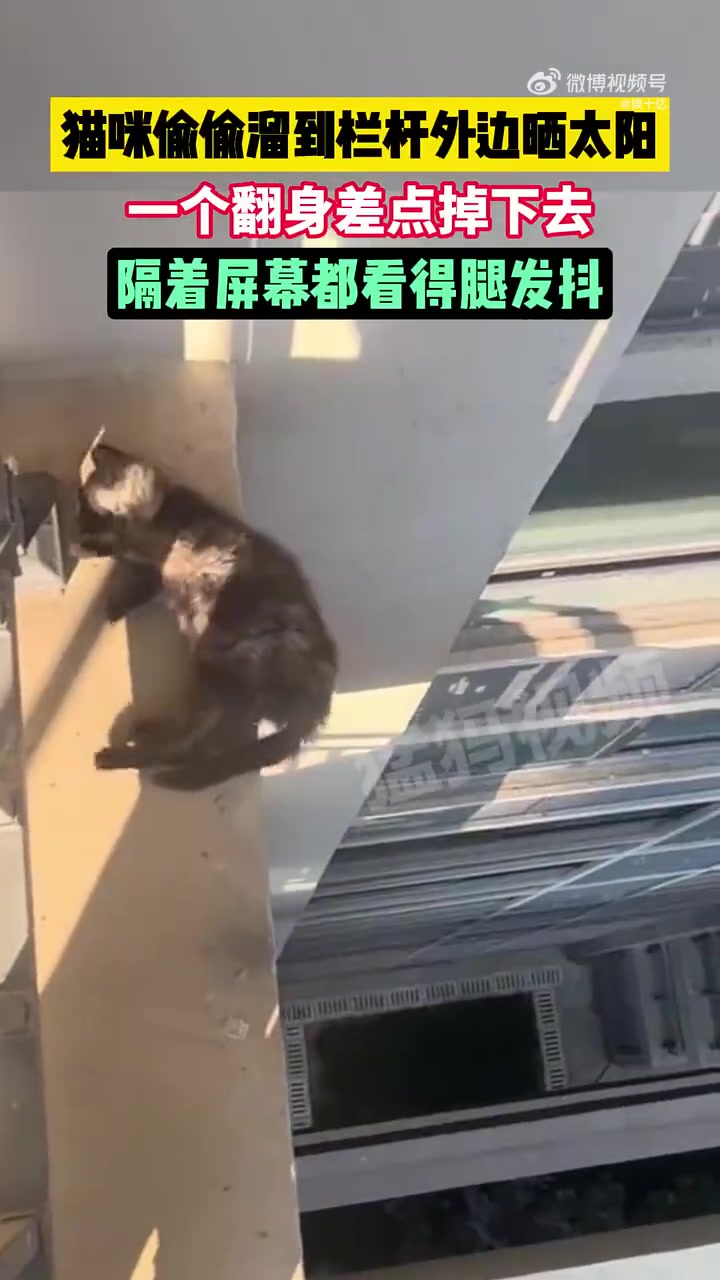 隔着屏幕都腿抖：猫咪溜栏杆晒太阳险坠，幸爬上