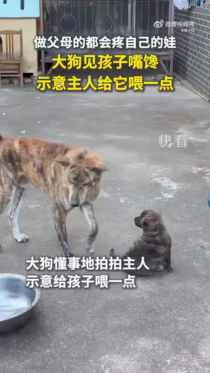 它真的通人性