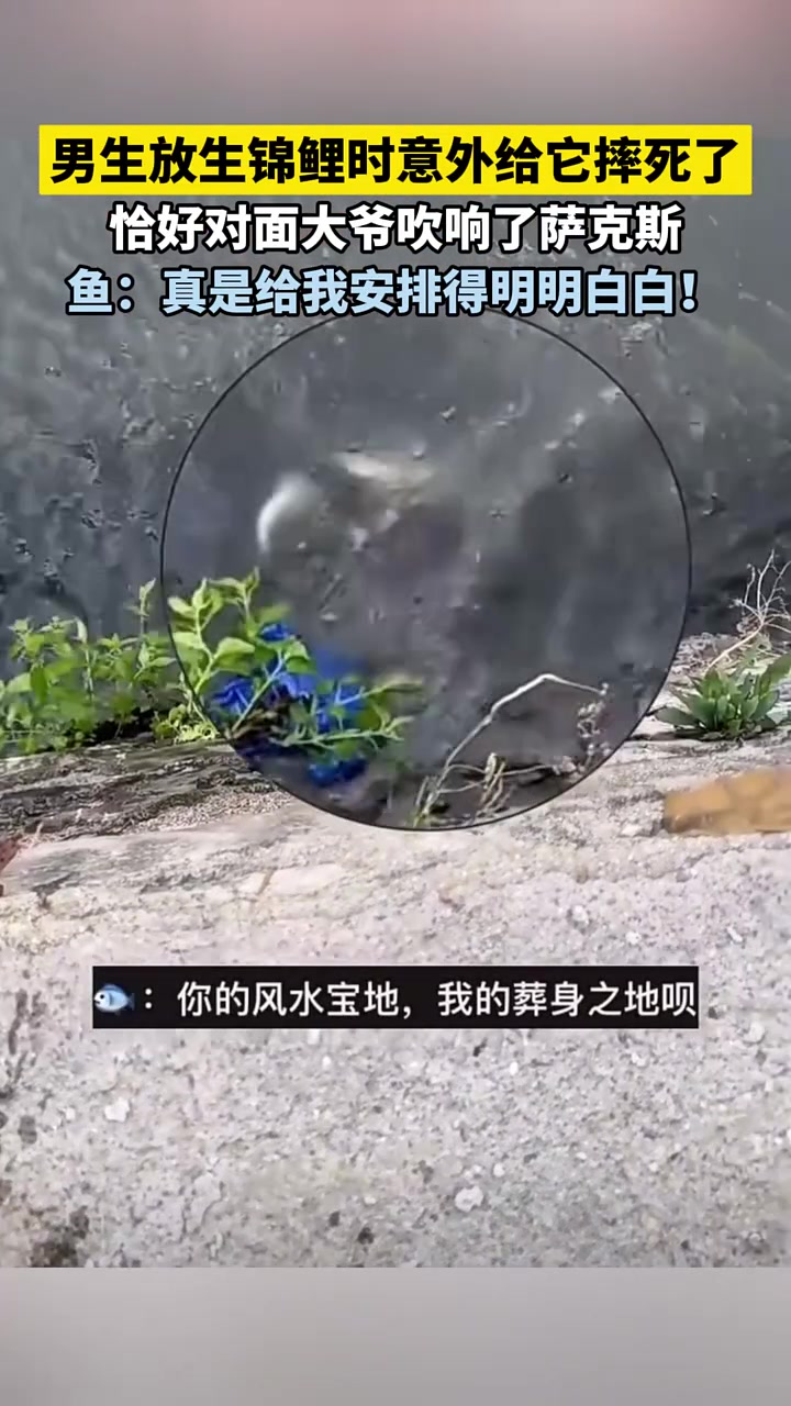 男生放生锦鲤却意外摔死，对面大爷恰吹萨克斯，鱼：安排得明明白白