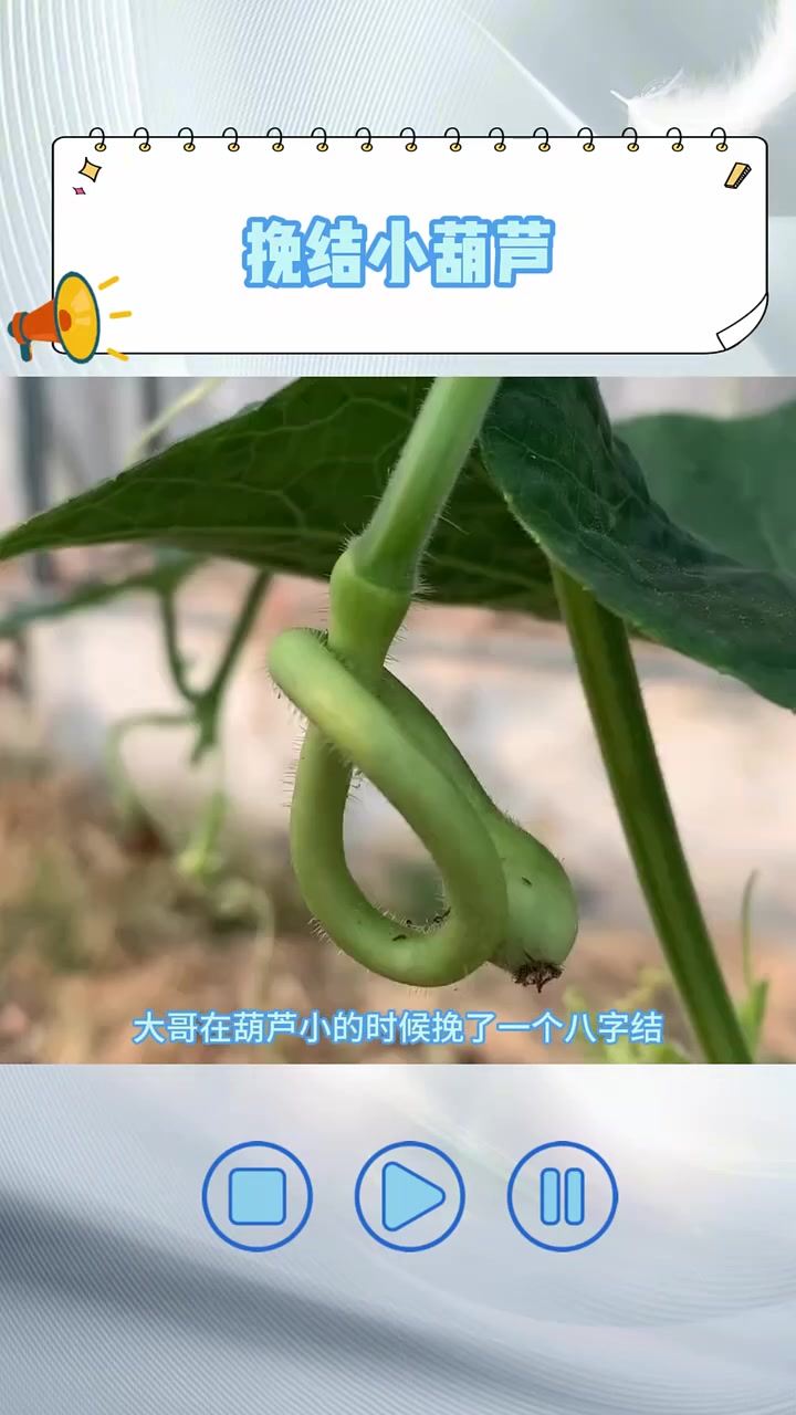 原来文玩葫芦上的结是自己绑的