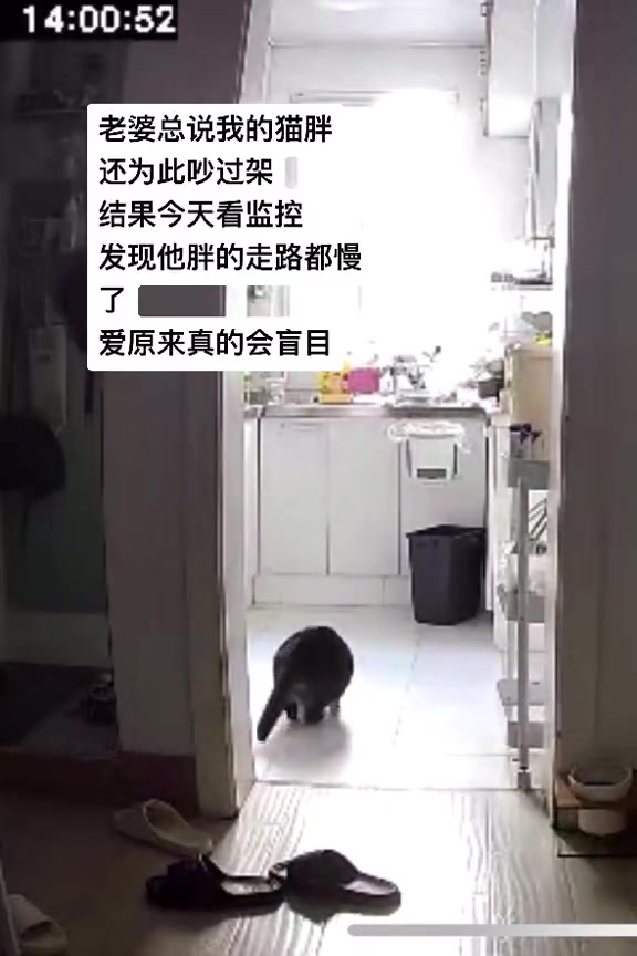 爱会使人盲目，看猫咪也不例外