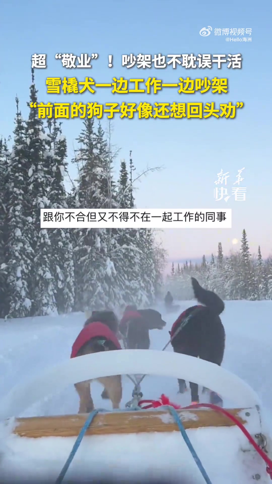 吵架也不耽误干活，雪橇犬一边工作一边吵架
