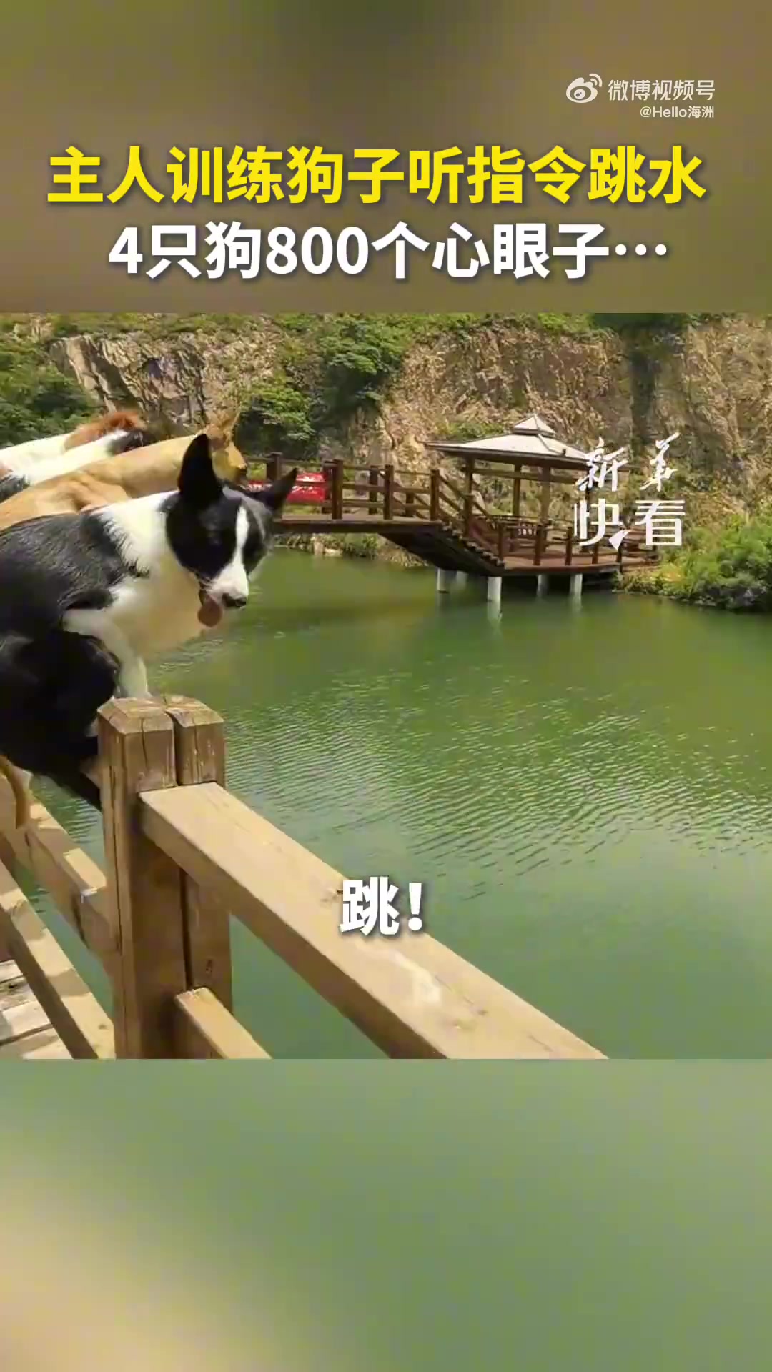 主人训练狗子听指令跳水，4只狗800个心眼子