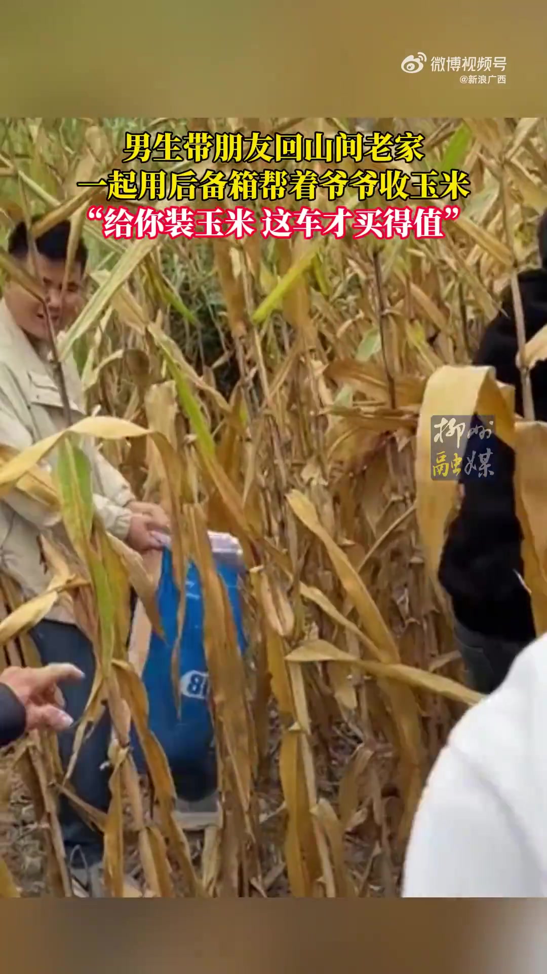 广西男子开车回老家帮爷爷收玉米