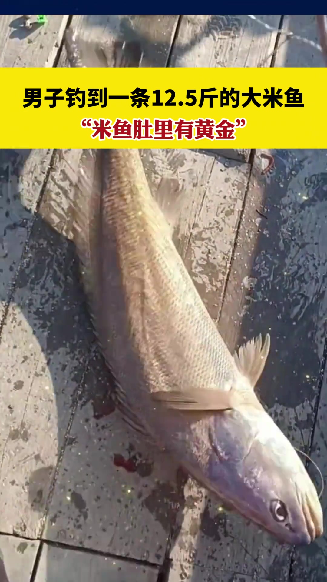 男子钓到一条12.5斤的大米鱼