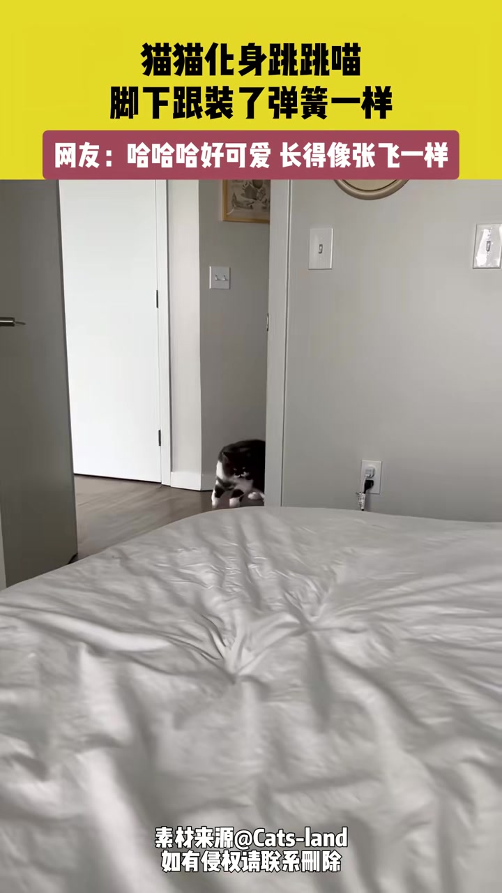 猫猫化身跳跳喵，脚下跟装了弹簧一样