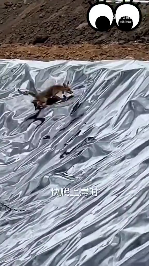 怪不得说狐狸狡猾，这池塘太滑，智商还是在线的