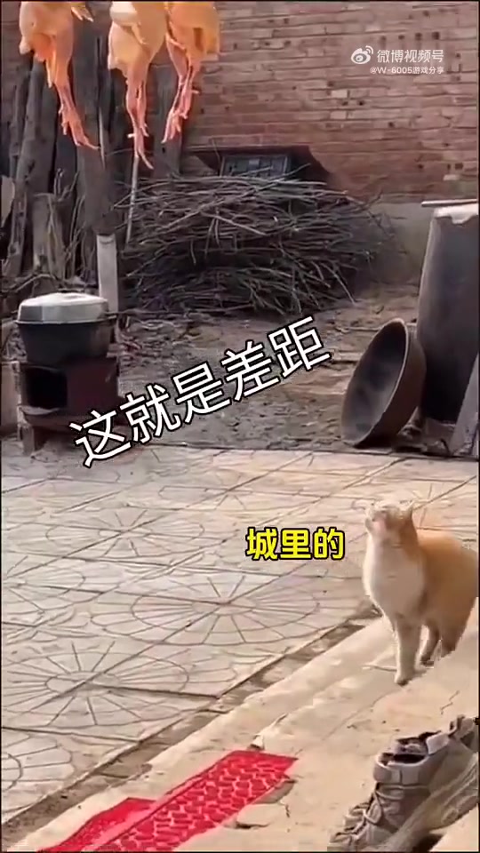 乡村狸花：妈妈放低食物是给我吃的