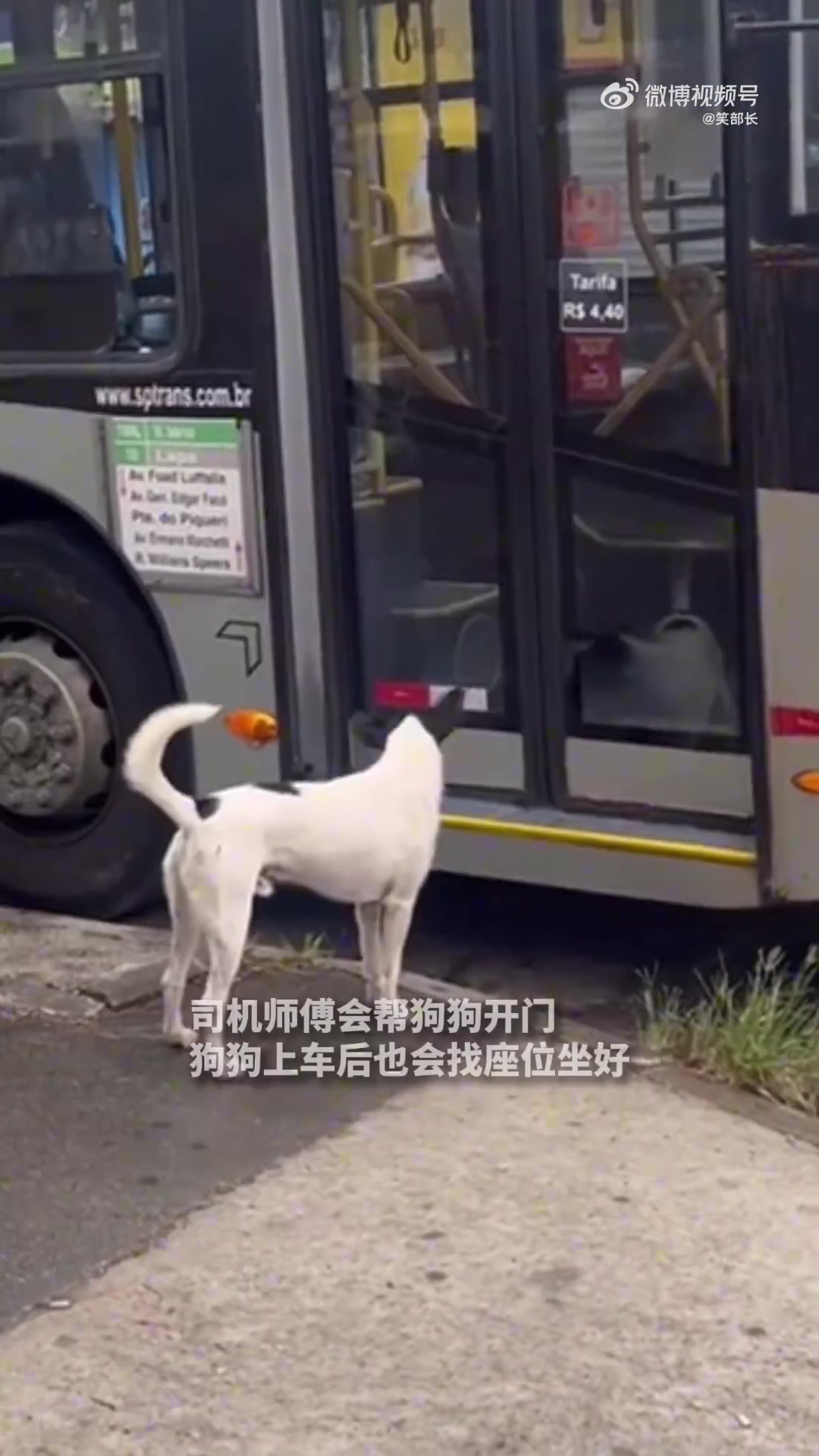 一座允许狗狗坐公交的城市，狗狗熟谙上下车地点