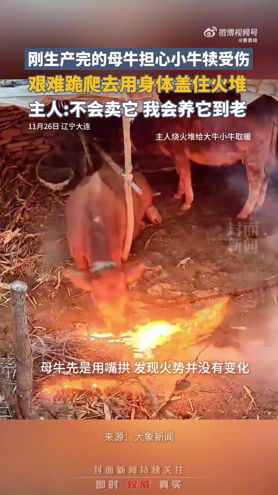 刚生产母牛跪爬护犊，主人承诺养其到老