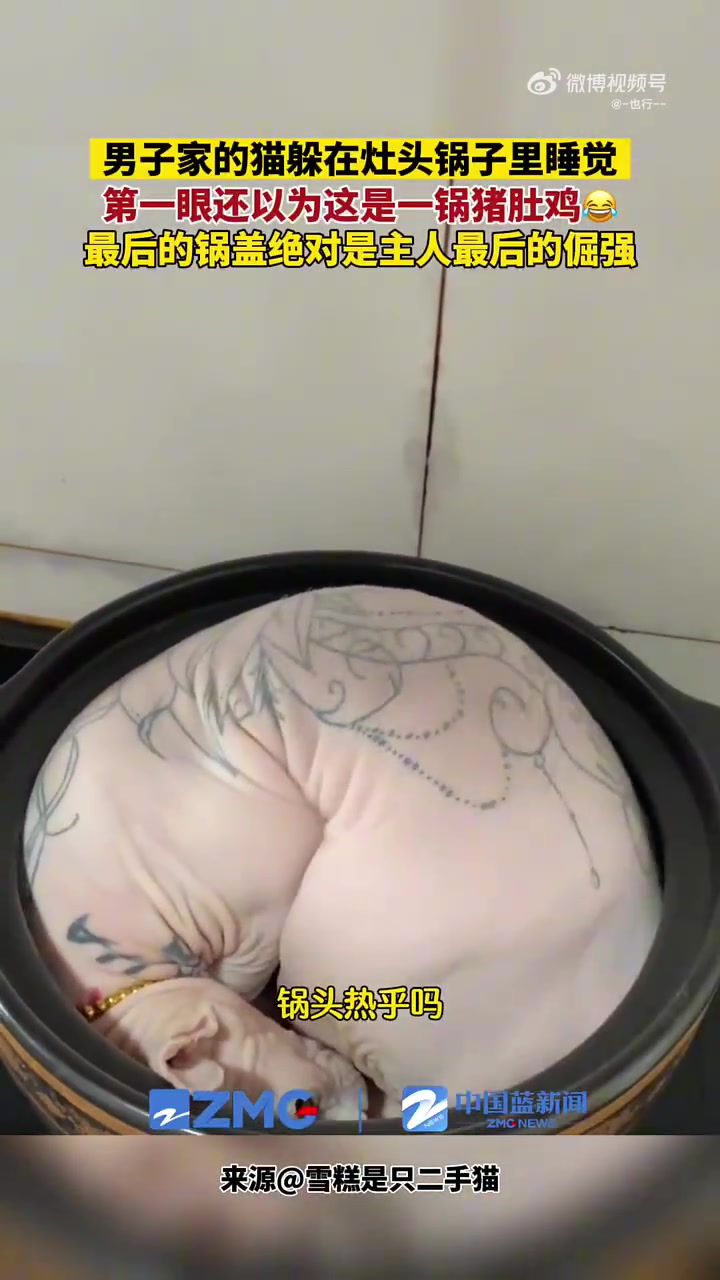 无毛猫喜欢躲在大锅里面睡觉，还以为是一锅猪肚鸡！！！！！