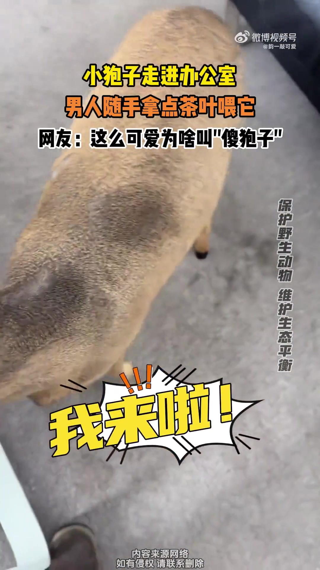 小狍子走进办公室，男人随手拿点茶叶喂它