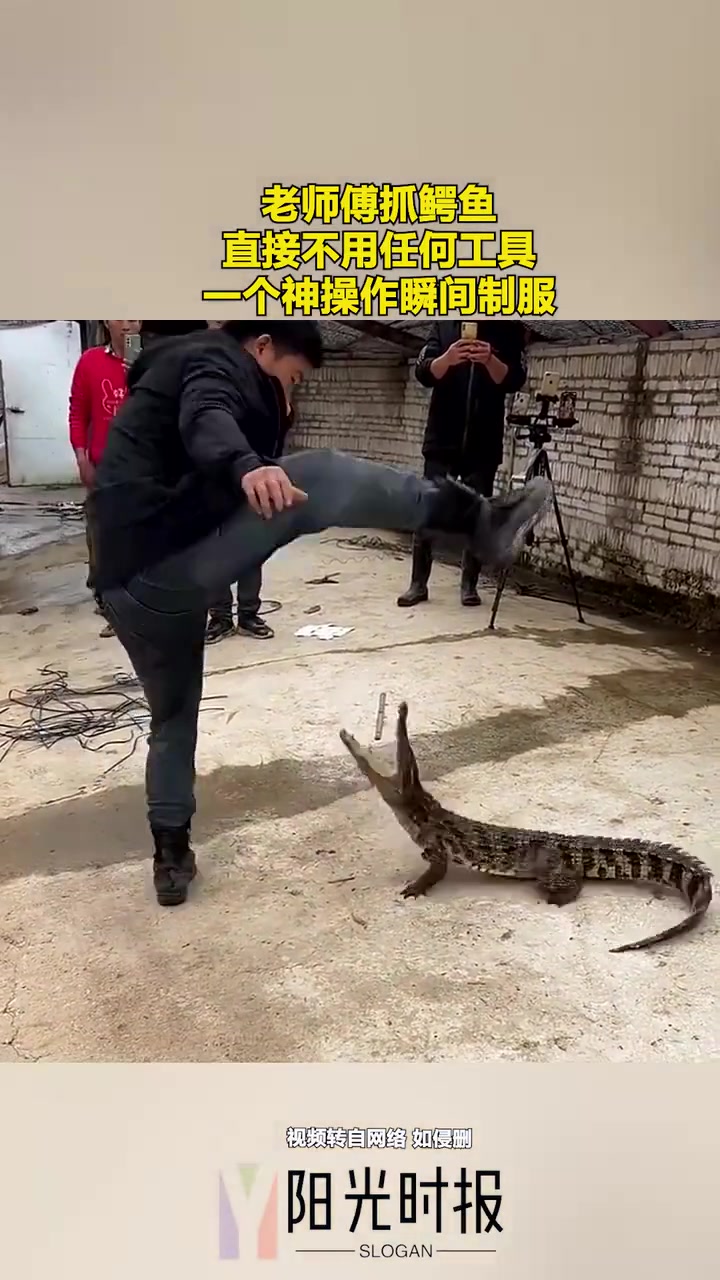 老师傅抓鳄鱼，直接不用任何工具，一个神操作瞬间制服！