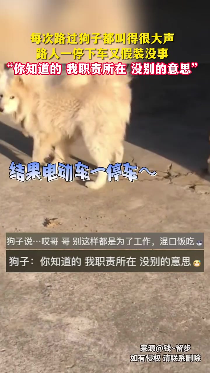 每次路过狗子都叫得很大声，路人一停下车又假装没事