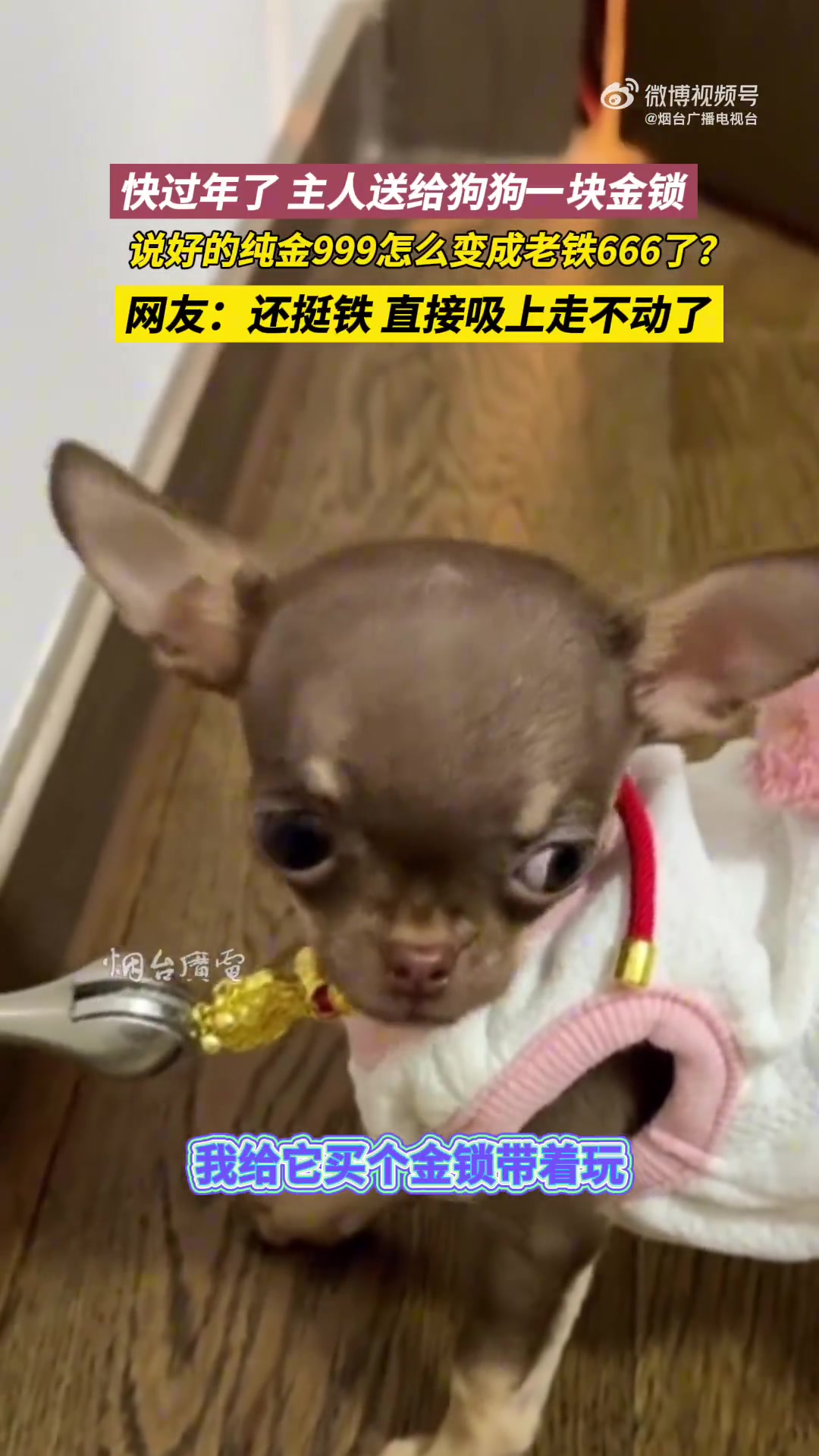 快过年了，主人给狗狗买的金锁