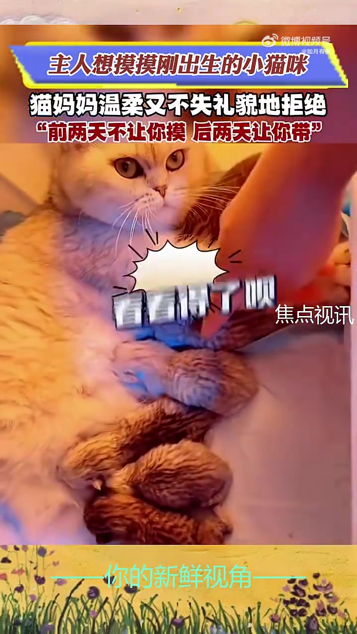 主人想摸摸刚出生的小猫咪，猫妈妈温柔又不失礼貌地拒绝