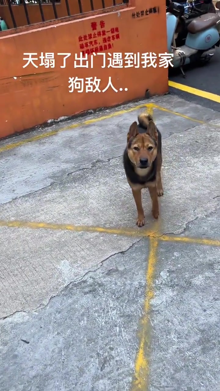 狗：不认识怎么有它的味道