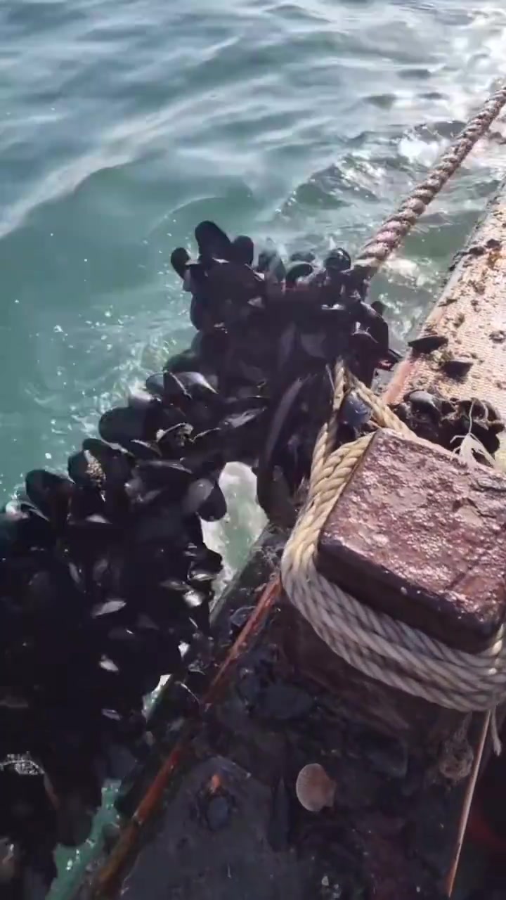 小时候家穷，麻麻煮海虹补营养超开心