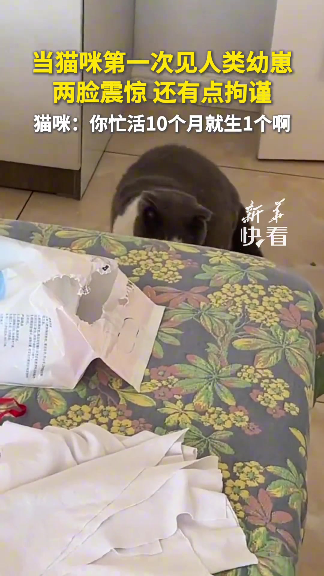 第一次见人类幼崽猫咪的表情亮了