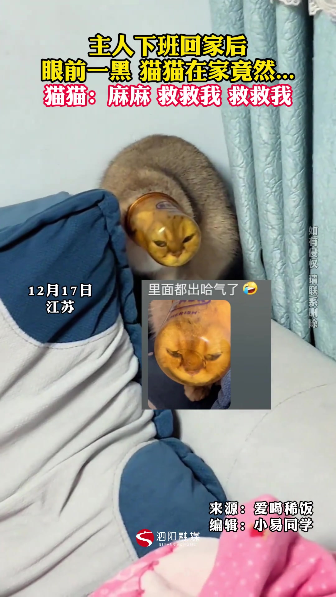 猫猫：“看什么看！还不来帮忙”