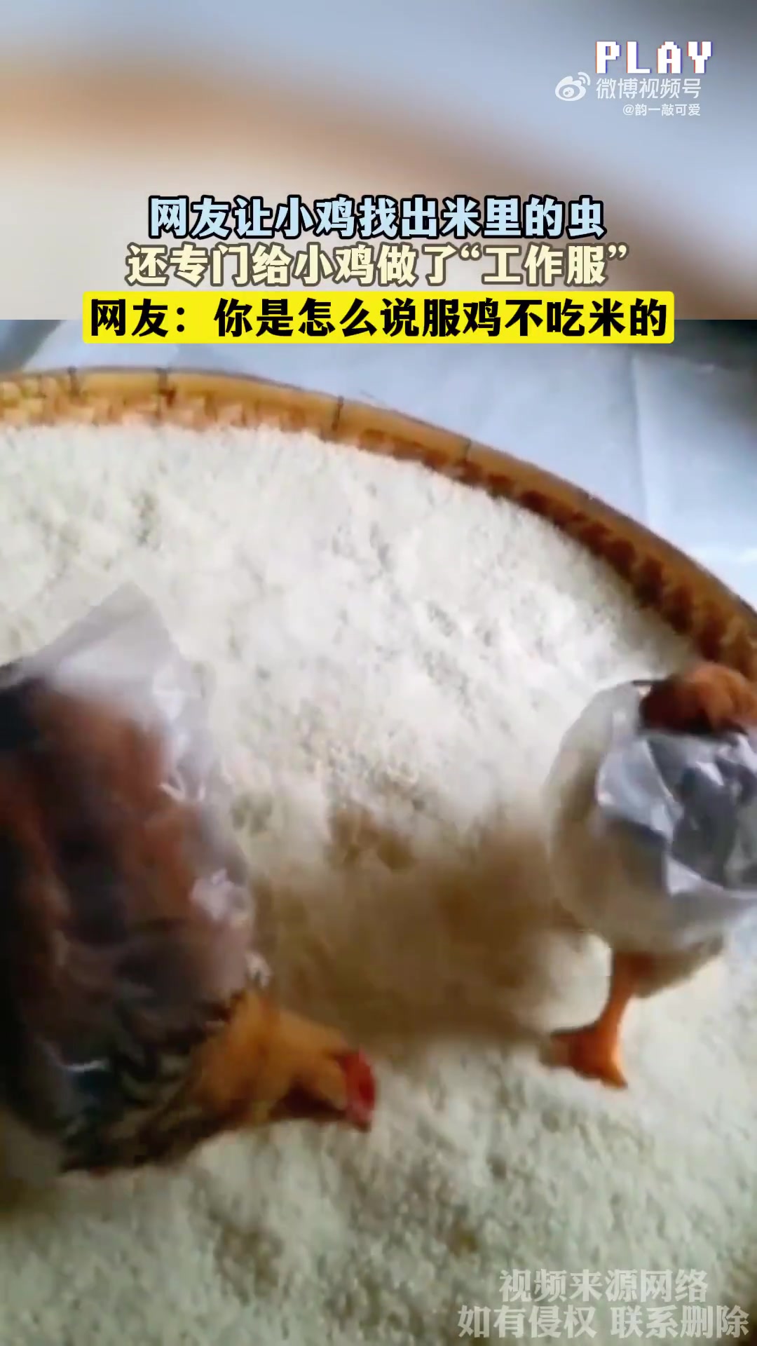 你是怎么说服鸡不吃米的！！！！