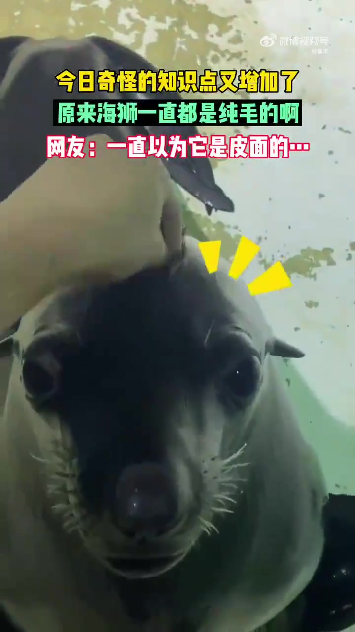 这怎么跟小区里长得最丑的那只狗似的