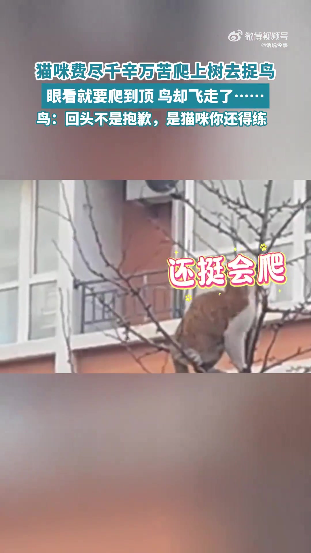 猫咪费尽千辛万苦爬上树去捉鸟，眼看就要爬到顶鸟却飞走了