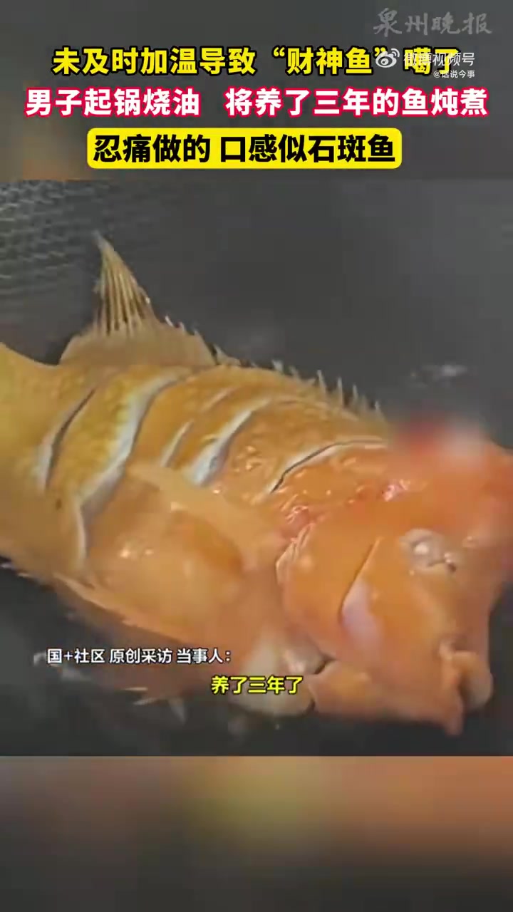 未及时加温致“财神鱼”噶了，男子起锅烧油，含泪将其吃下